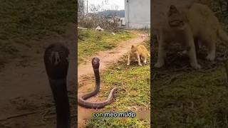 Mèo Mướp Vả Rắn Hổ Mang Chúa Không Trượt Phát Nào #thếgiớiđộngvật