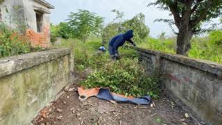 Eyecatching transformation of abandoned house  Clear grass and cut overgrown trees