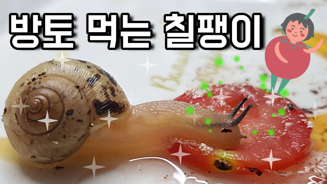 (Eng)🐌방울토마토 먹는 달팽이🍅 Snails Eating Cherry Tomato YouTube