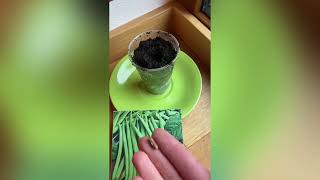 Experiment: Can plants see light