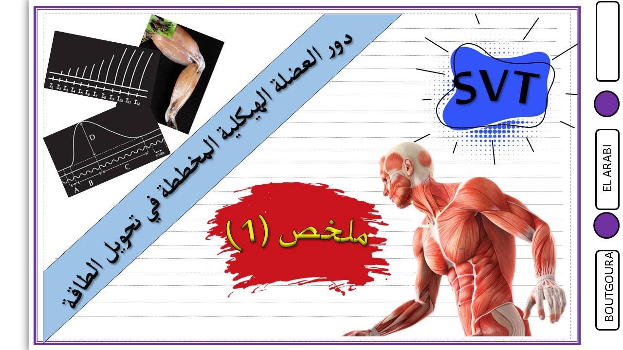 ملخص  _ دور العضلة الهيكلية المخططة في تحويل الطاقة_ الجزء 1  SVT & PC