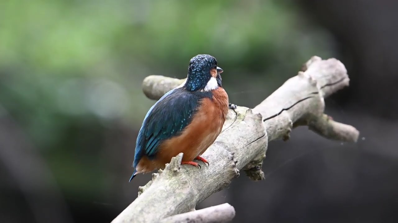 Ladywalk Nature Reserve..Kingfisher  