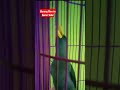 Burung Rio-rio Gacor Teler full isian "Masteran Burung Kicau"