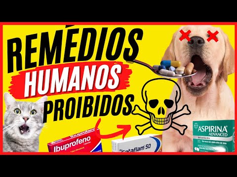 Vídeo: 5 medicamentos humanos para manter longe de seus cães