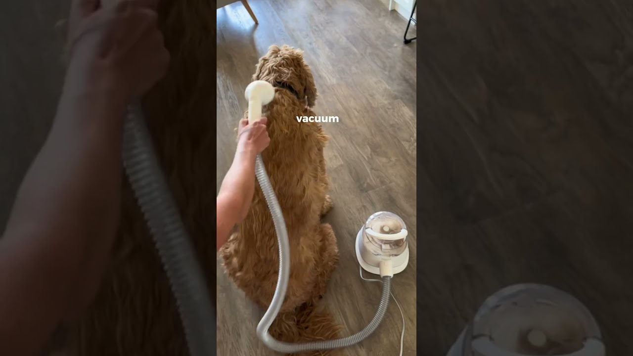 The Third One Will Keep Your Dog Entertained For Hours Gadgets Petfinds