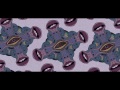 Fara Jungle Official Music Video Fara Jungle Official Music Video