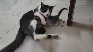 My Cat Muezza and Her Kitten Enjoying Quality Playtime Together! #kitten  #catlover #MuezzaMoments