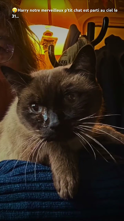 Harry notre merveilleux p’tit chat est parti au ciel le 31