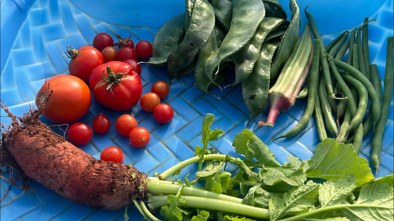 சூப்பரான அறுவடை பாக்கலாம் வாங்க | garden | harvesting | terrace garden | plants | seeds| fertilizer