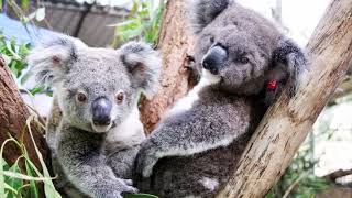 Kindy Kids this week at Friends of the Koala