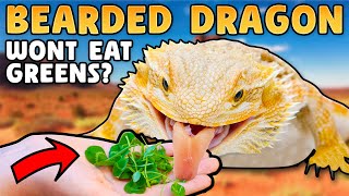 How to Get My Bearded Dragon to Eat Salad?