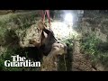 Elephant trapped in well in India rescued during 12-hour crane operation