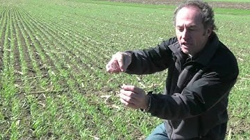 Wheat School- Evaluating Planting Depth - Peter Johnson