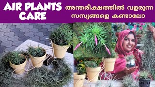 AIR PLANT CARE MALAYALAM |TILANDSIA ,SPANISH MOSS AIRPLANTS watering propagation full information