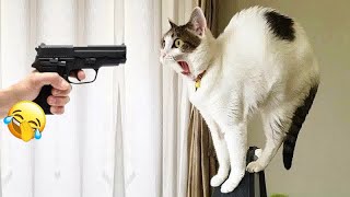 😸😅 Best Cats Videos 😅🐱 Funny Animal Moments #17