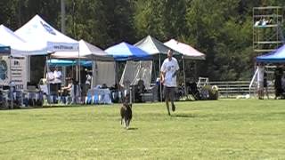2008 Skyhoundz Last Chance Qualifier Jack and Tali