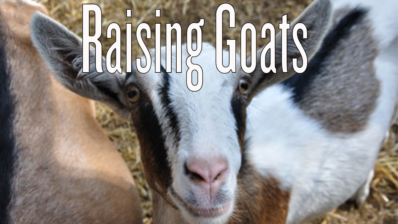 Raising Backyard Goats Youtube