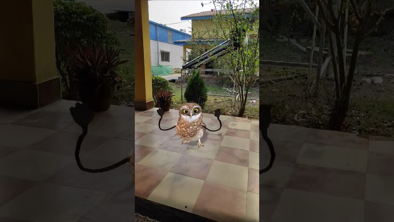 Funny Owl dance 