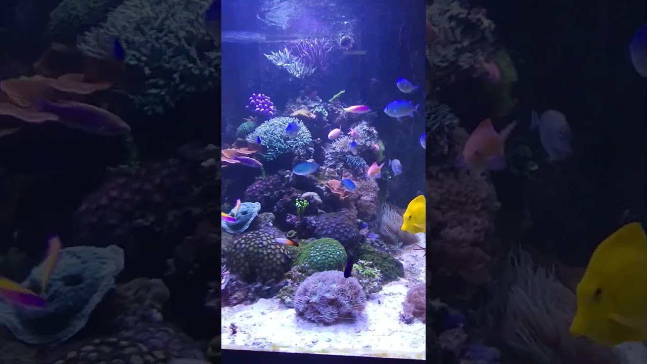 Client's tank - Belgium