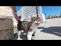 Cats of Cyprus の動画、YouTube動画。