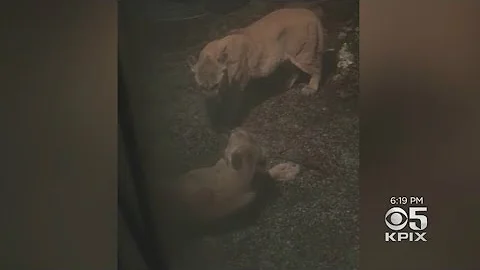 Boulder Creek Man Talks About Close Encounter With Mountain Lions