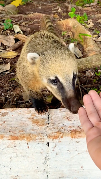 Why You Shouldn't Pet The Coatis