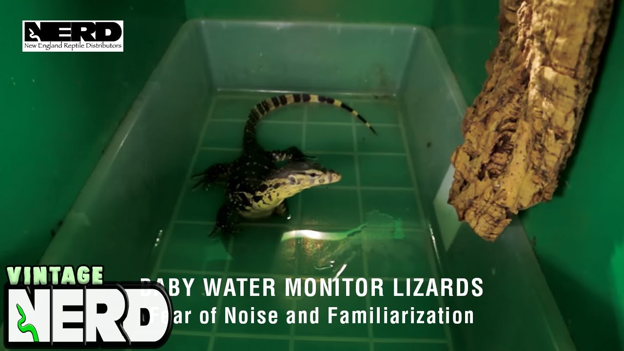Baby Water Monitor Lizards-Fear of Noise and Familiarization - YouTube