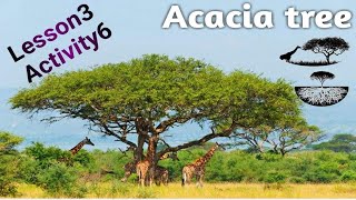 ساينس المنهج الجديد للصف الرابع الابتدائى Science prim4 2022  Adapt&survie Unit1 Lesson3 acacia tree