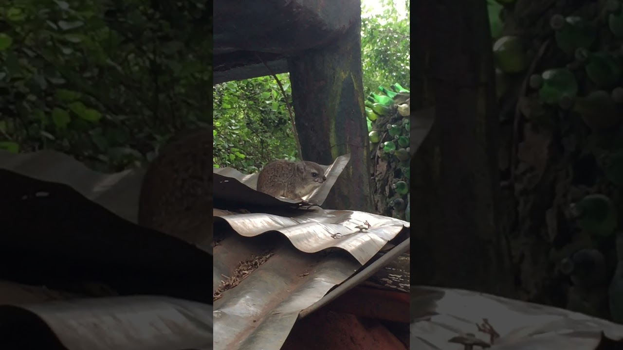 BABY HYRAX CRIES FOR MAMA IN RAIN 