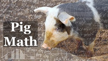 How to Weigh a Pig Without a Scale