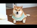 The Cutest Shiba Inu Thief