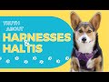 Essential dog training tools  episode 2 the real impact of harnesses and haltis on training