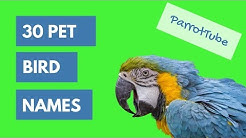 Pet Bird Names Top 30 | ParrotTube