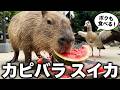 【LIVE】カピバラのスイカ最終日 Capybara watermelon