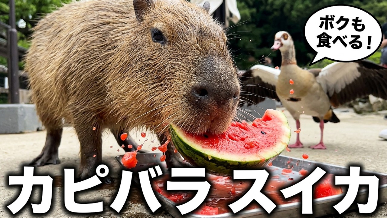 【LIVE】カピバラのスイカ最終日 Capybara watermelon