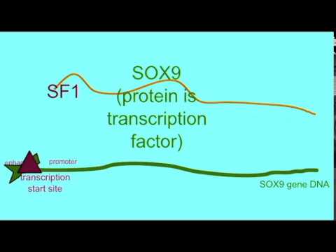 Videó: A SOX9 Dózisfüggő Metasztatikus Sorsmeghatározó Tényező A Melanómában