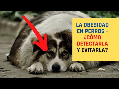 Video: El peso importa: los graves riesgos de la obesidad canina