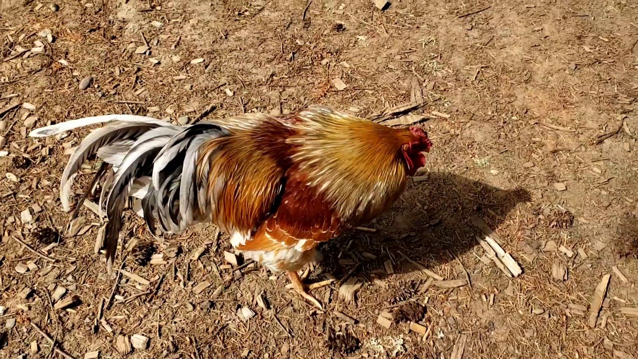 Bossy Rooster - YouTube