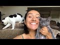 ADOPTING TWO CATS *emotional*