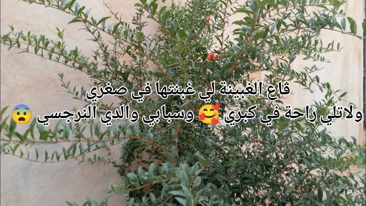 ڨاع لي غبينة اي غبنتها في صغري ولاتلي راحة في كبري 🥰وسبابي والدي النرجسي 😨