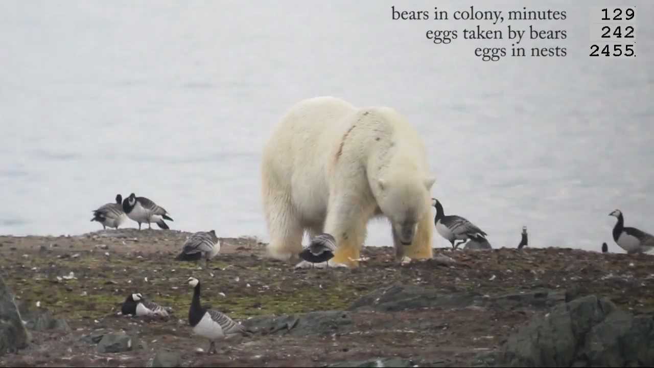 Polar Bears Shift From Seals To Bird Eggs As Arctic Ice Melts New Scientist