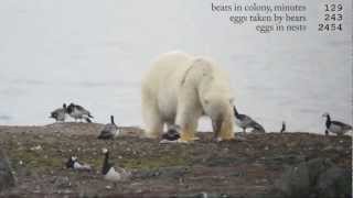 Polar bears go for goose eggs by Jouke Prop 30,326 views 11 years ago 2 minutes, 38 seconds