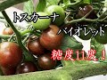 トスカーナバイオレット　（ミニトマト）　成長記録です。（土壌式水耕栽培）Toscana violet