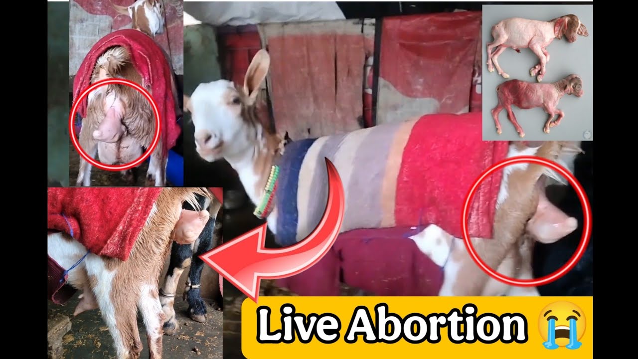 Abortion hogya 😭🐐 बच्चा गिरा दिया #pregnentgoat #goatfarm #bakrikailaaj ...