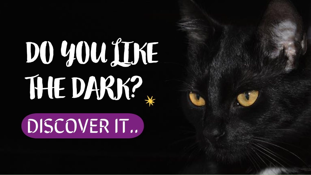 🐱¿Do CATS like the DARK or are they AFRAID of it? YouTube