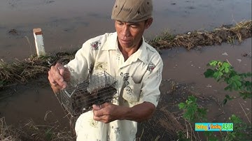 Đặt Bẫy Bắt Chuột Đồng Ăn Lúa Gần Chợ Bến Nhứt - Giồng Riềng - Kiên Giang!
