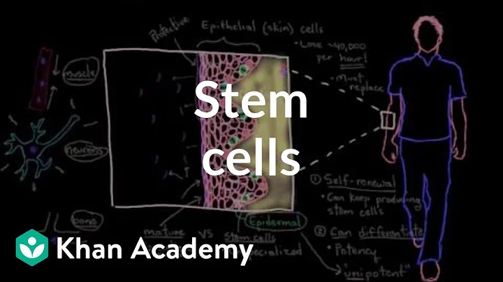 Stem cells | Cells | MCAT | Khan Academy - 天天要聞