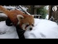 Oregon Zoo's red panda, river otters and other animals enjoy a snow day