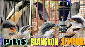 Cara Membedakan Trotol Cendet BLANGKON GONDRONG PILIS & SEMBUR