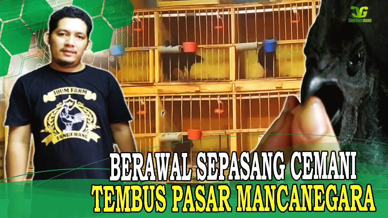 SUKSES TERNAK AYAM CEMANI HITAM EKSOTIS TEMBUS KE MANCANEGARA